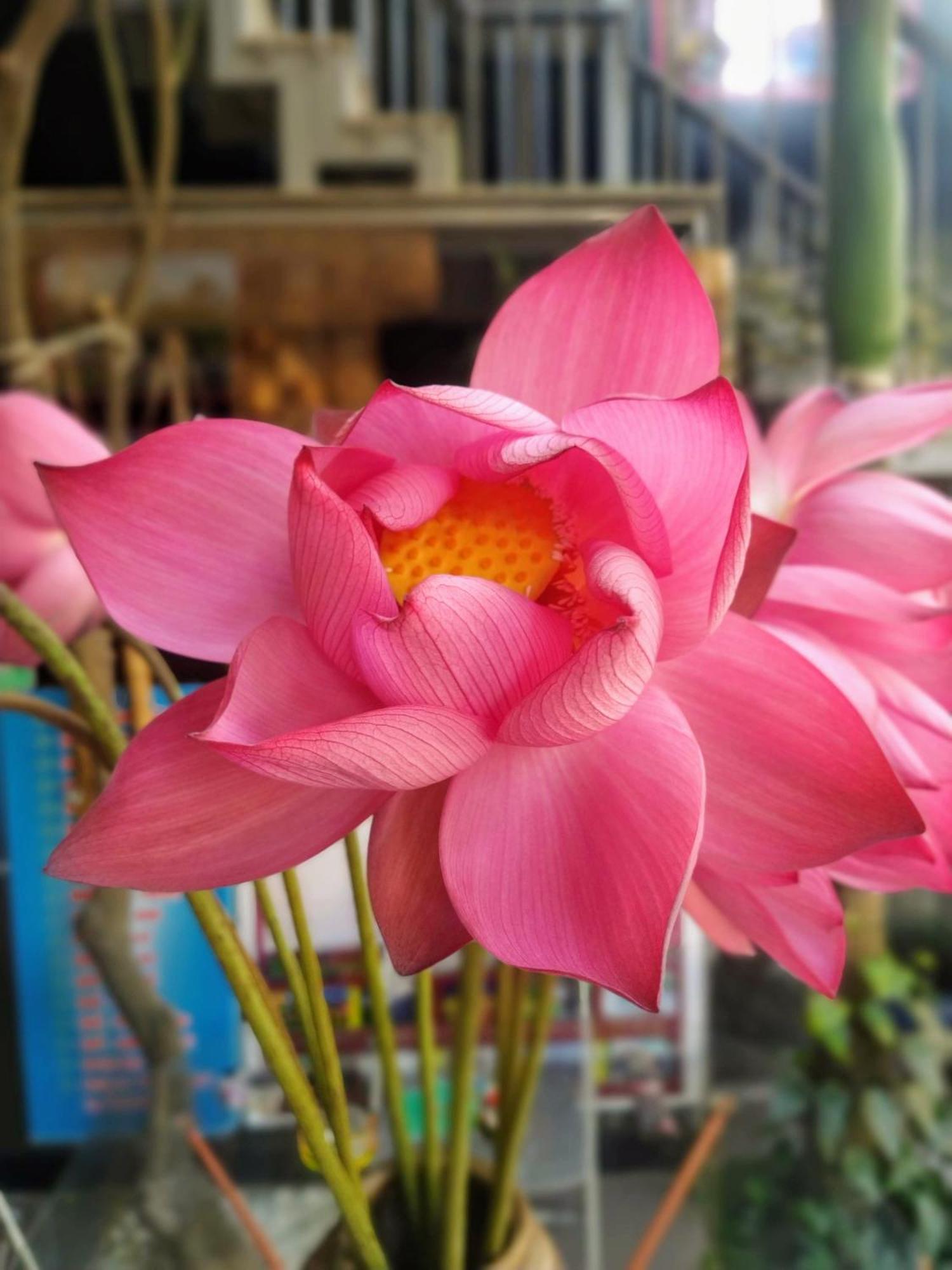Q' Homestay Garden Villa Хюе Екстер'єр фото